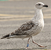7095jp36.jpg (66909 bytes)